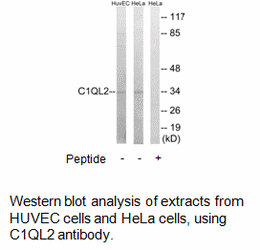 Product image for C1QL2 Antibody