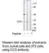 Product image for CCS Antibody