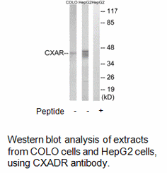 Product image for CXADR Antibody