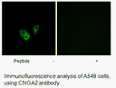 Product image for CNGA2 Antibody