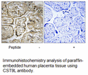 Product image for CST9L Antibody