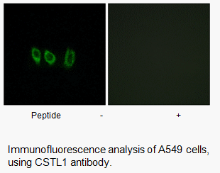 Product image for CSTL1 Antibody