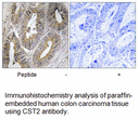 Product image for CST2 Antibody