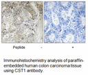 Product image for CST1 Antibody
