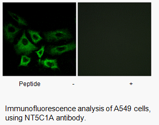 Product image for NT5C1A Antibody