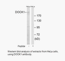 Product image for DOCK1 Antibody