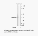 Product image for DHRS4 Antibody