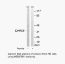 Product image for HSD17B11 Antibody