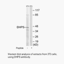 Product image for DHPS Antibody