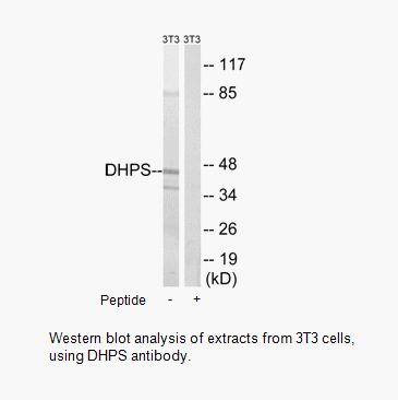 Product image for DHPS Antibody