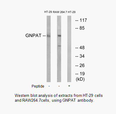 Product image for GNPAT Antibody