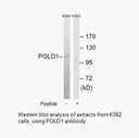 Product image for POLD1 Antibody