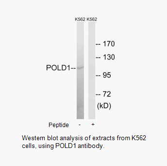 Product image for POLD1 Antibody