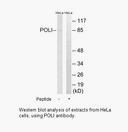 Product image for POLI Antibody