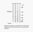 Product image for POLD3 Antibody