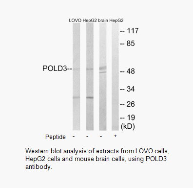 Product image for POLD3 Antibody