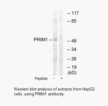 Product image for PRIM1 Antibody