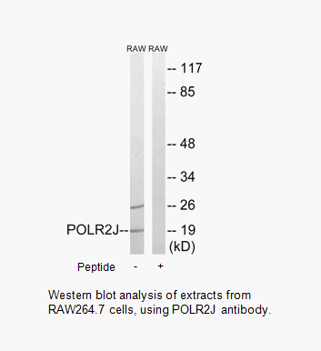 Product image for POLR2J Antibody