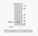 Product image for DNAL1 Antibody