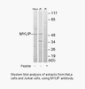 Product image for MYLIP Antibody