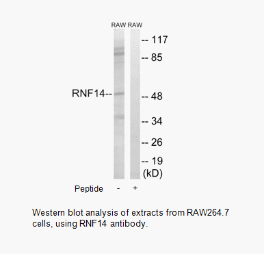 Product image for RNF14 Antibody