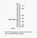 Product image for RNF144A Antibody