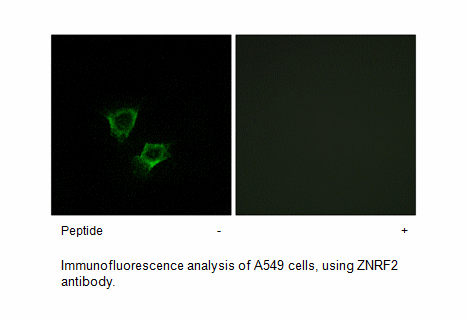 Product image for ZNRF2 Antibody