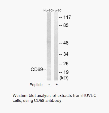 Product image for CD69 Antibody