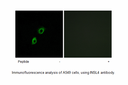 Product image for INSL4 Antibody