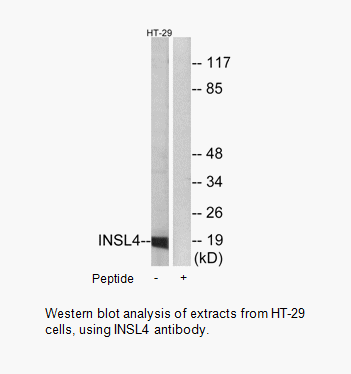 Product image for INSL4 Antibody