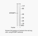 Product image for EFEMP1 Antibody