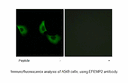 Product image for EFEMP2 Antibody