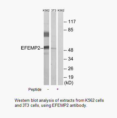 Product image for EFEMP2 Antibody