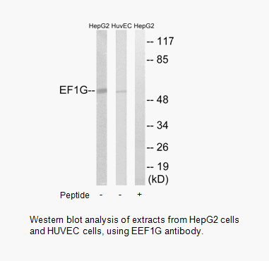 Product image for EEF1G Antibody