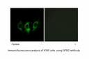 Product image for GFM2 Antibody