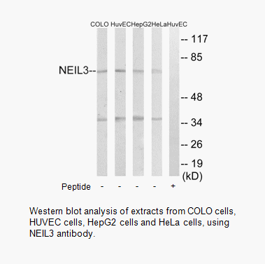 Product image for NEIL3 Antibody
