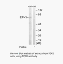Product image for EPN3 Antibody