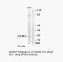 Product image for EIF4E3 Antibody