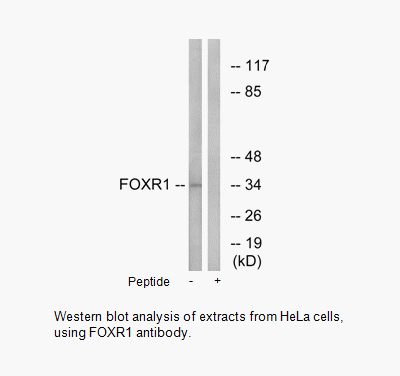 Product image for FOXR1 Antibody