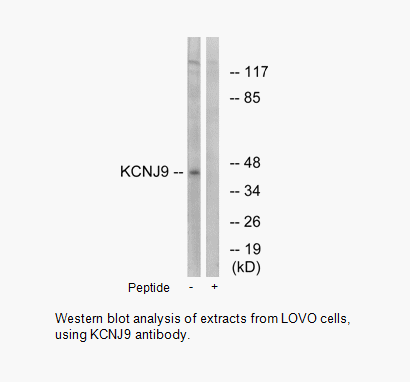 Product image for KCNJ9 Antibody