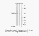 Product image for GABRD Antibody