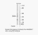 Product image for GGH Antibody