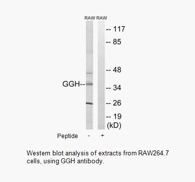Product image for GGH Antibody