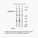 Product image for TUBGCP4 Antibody