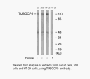 Product image for TUBGCP5 Antibody