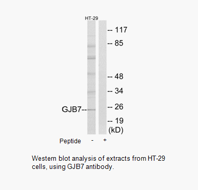 Product image for GJB7 Antibody