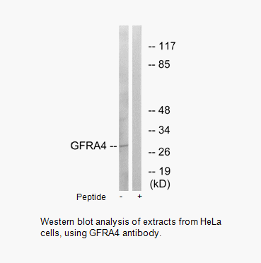 Product image for GFRA4 Antibody