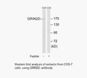 Product image for GRIN2D Antibody