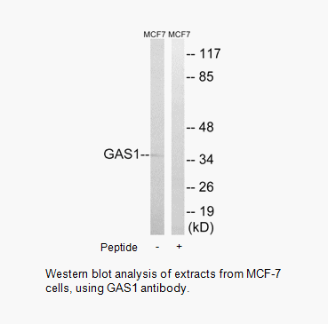 Product image for GAS1 Antibody