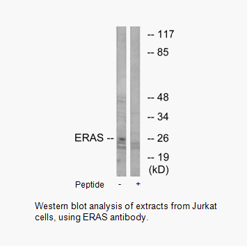 Product image for ERAS Antibody